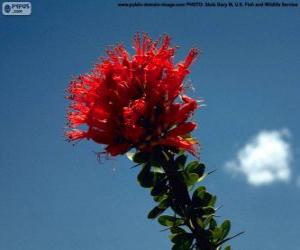 yapboz Ocotillo kırmızı çiçek